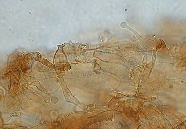 Galerina lillipuziana